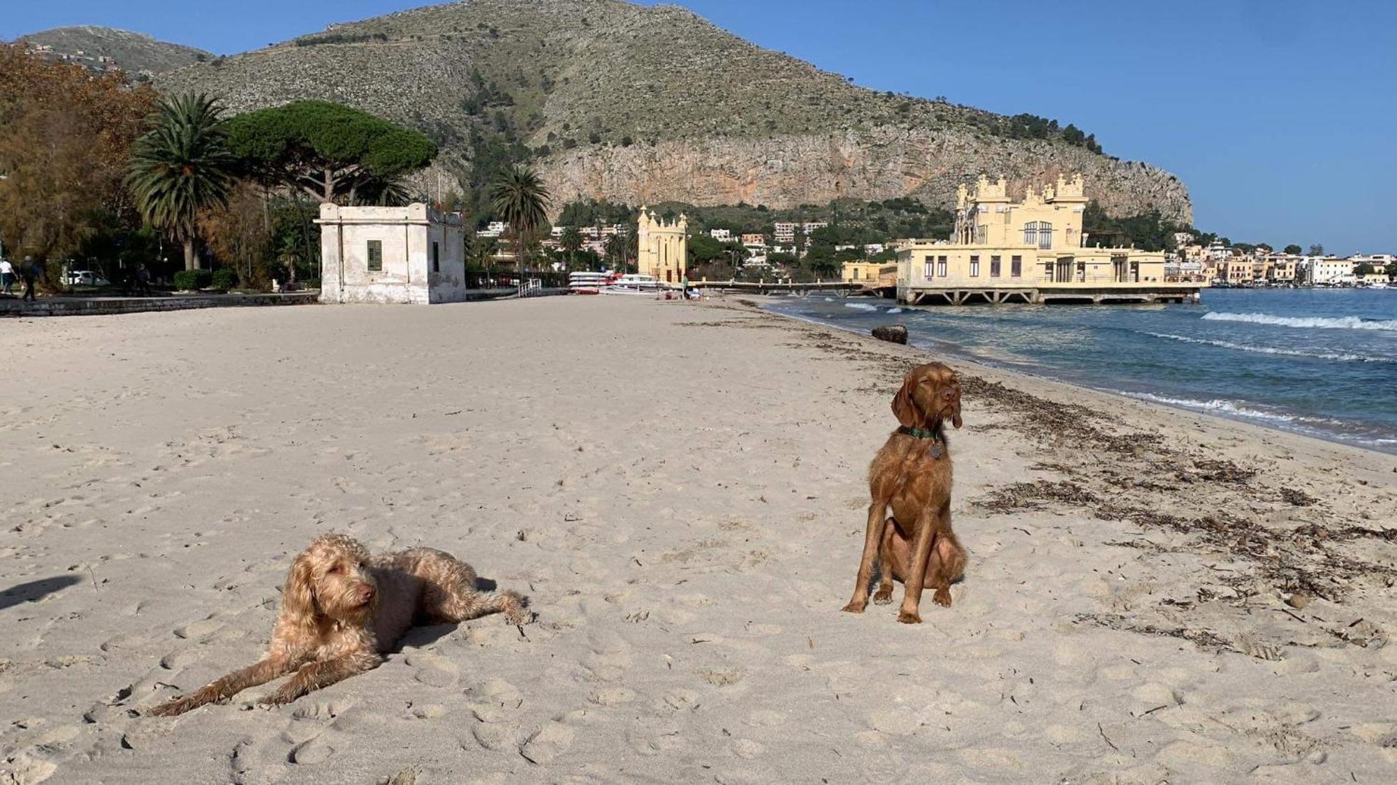 Due Cani Apartment Palermo Luaran gambar